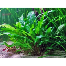 Cryptocoryne wendtii 'Green Gecko'